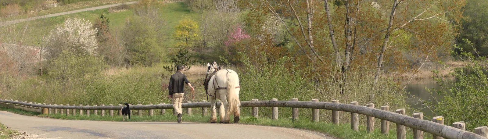 Aurel marche sur une route bordée d’une barrière en bois, au bord d’un lac, en menant une jument blanche, suivi d’un chien noir et blanc ; arbres en fleurs
