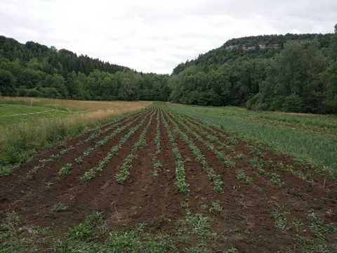champ de pomme de terre