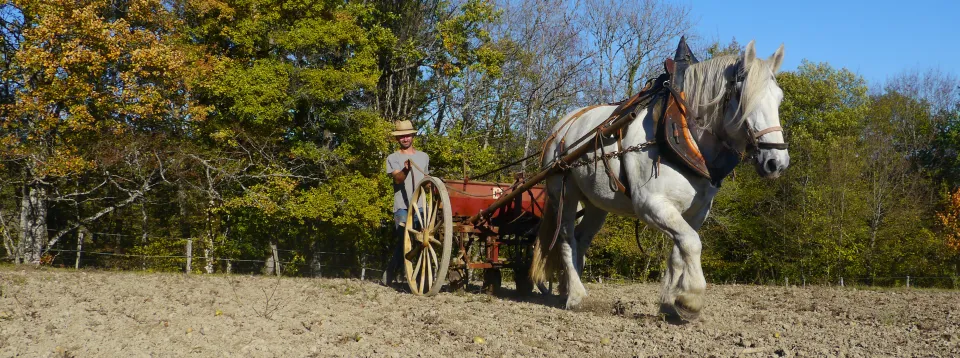 cheval de travail au semis de blé