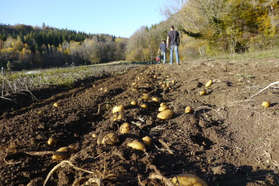 arrachage-pomme-de-terre-5