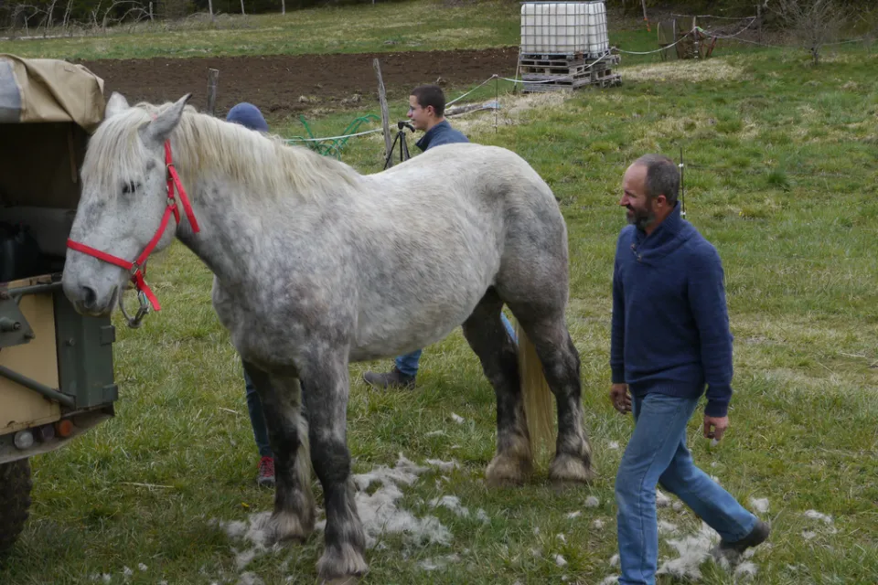 cheval-brossage