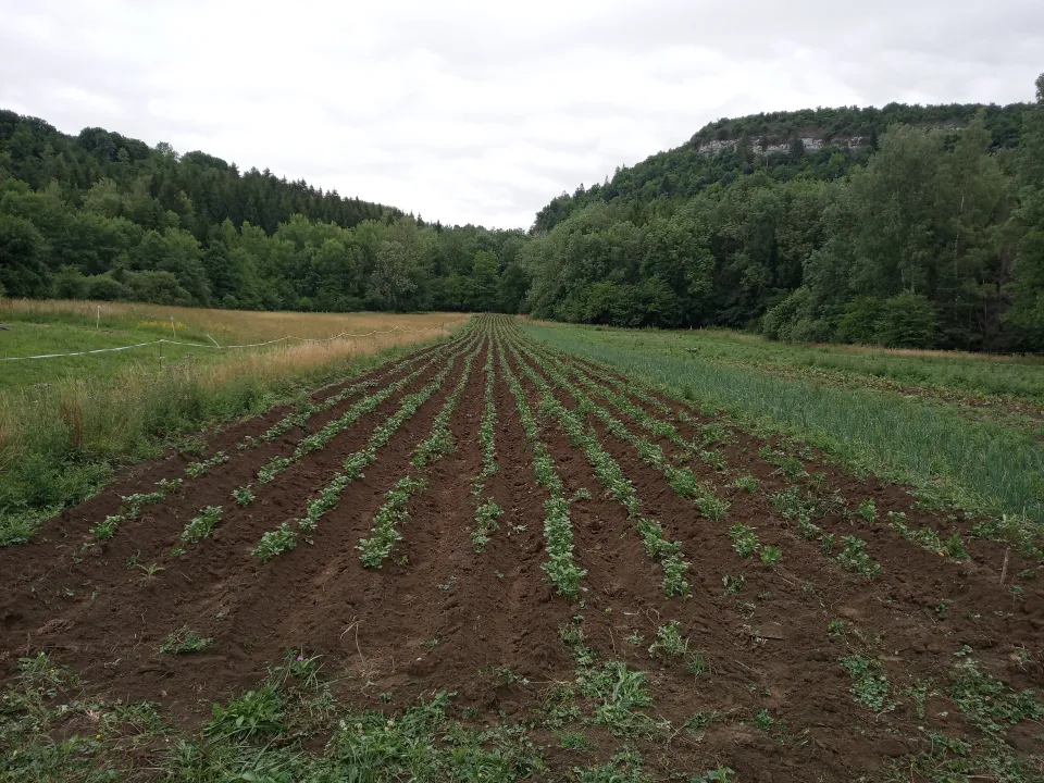 champ de pomme de terre