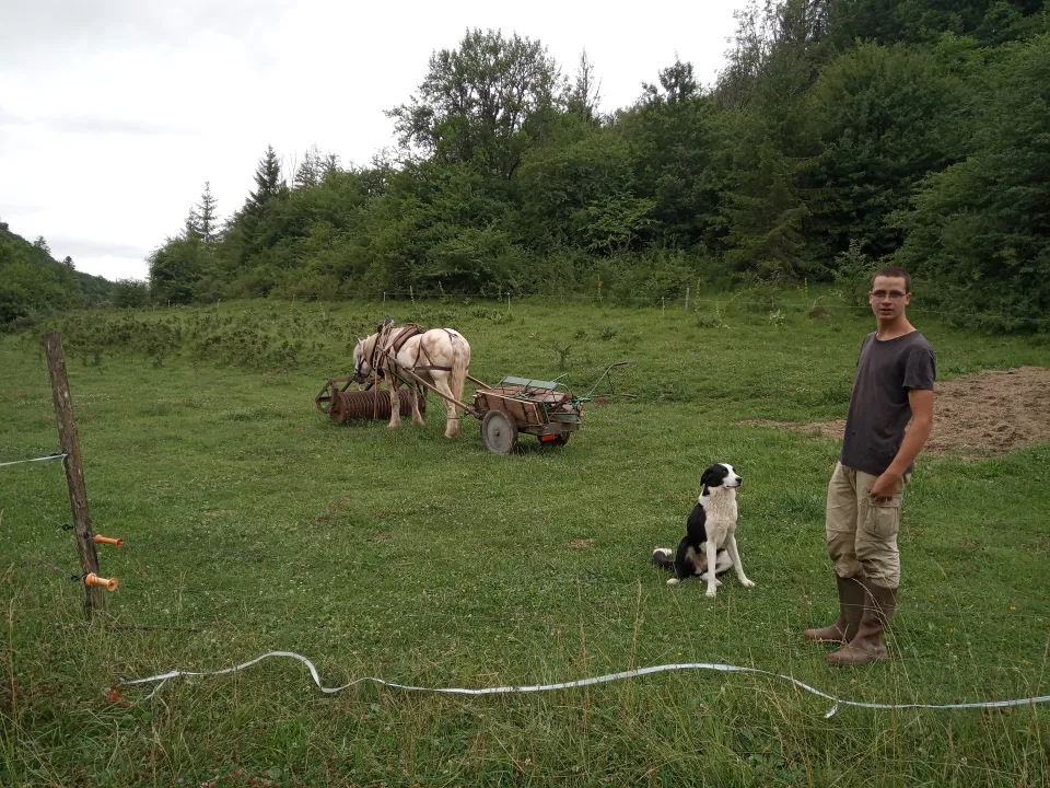cheval outil caleche